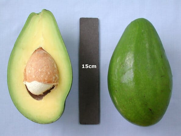 Bernecker Avocado Tree, Grafted Fruit Trees 110-Guacalina Nursery & Broker 