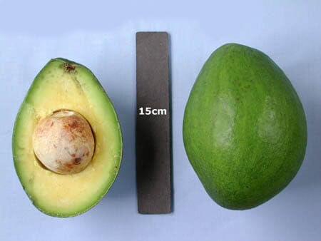 Beta Avocado Tree, Grafted 110-Guacalina Nursery & Broker 