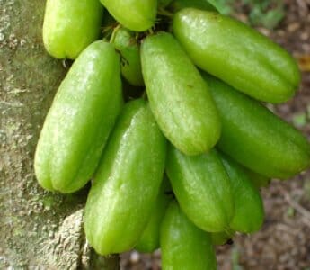 Bilimbi Tree, Fast Growing Fruit Trees 111-Lalo Melo 