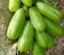 Load image into Gallery viewer, Bilimbi Tree, Fast Growing For Sale from Florida
