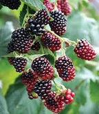 Boysenberry Bush Plant 118-Agri-Starts Inc 12-18 inches & 1-gal