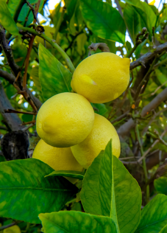 Harvey Lemon Tree 2-3 feet tall for sale from Florida