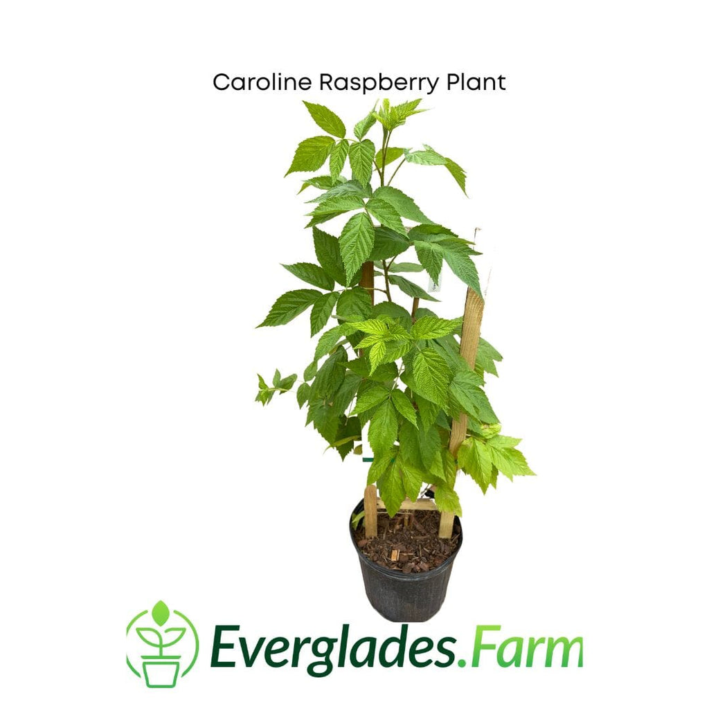 Caroline Raspberry Plant 118-Agri-Starts Inc