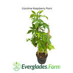 Caroline Raspberry Plant 118-Agri-Starts Inc