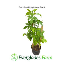 Load image into Gallery viewer, Caroline Raspberry Plant Fast Growing from Florida
