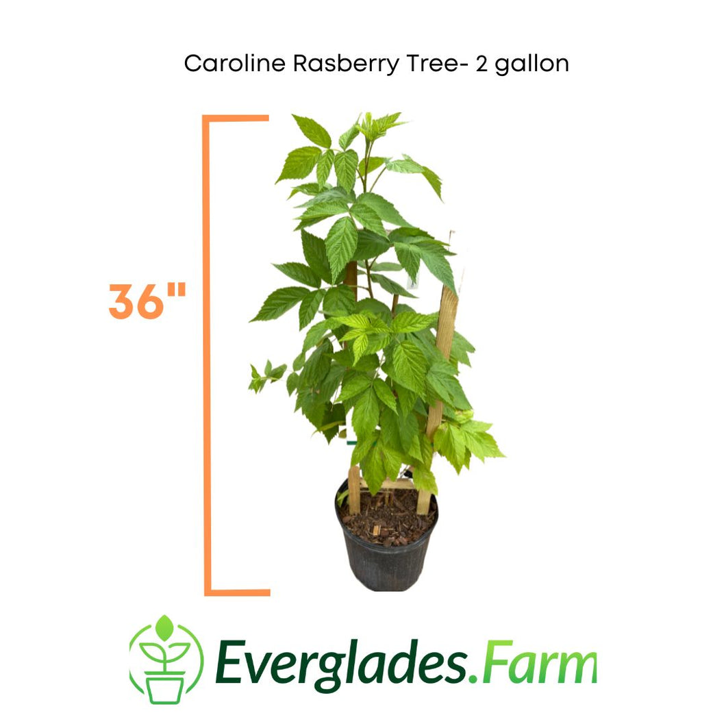 Caroline Raspberry Plant Fast Growing from Florida
