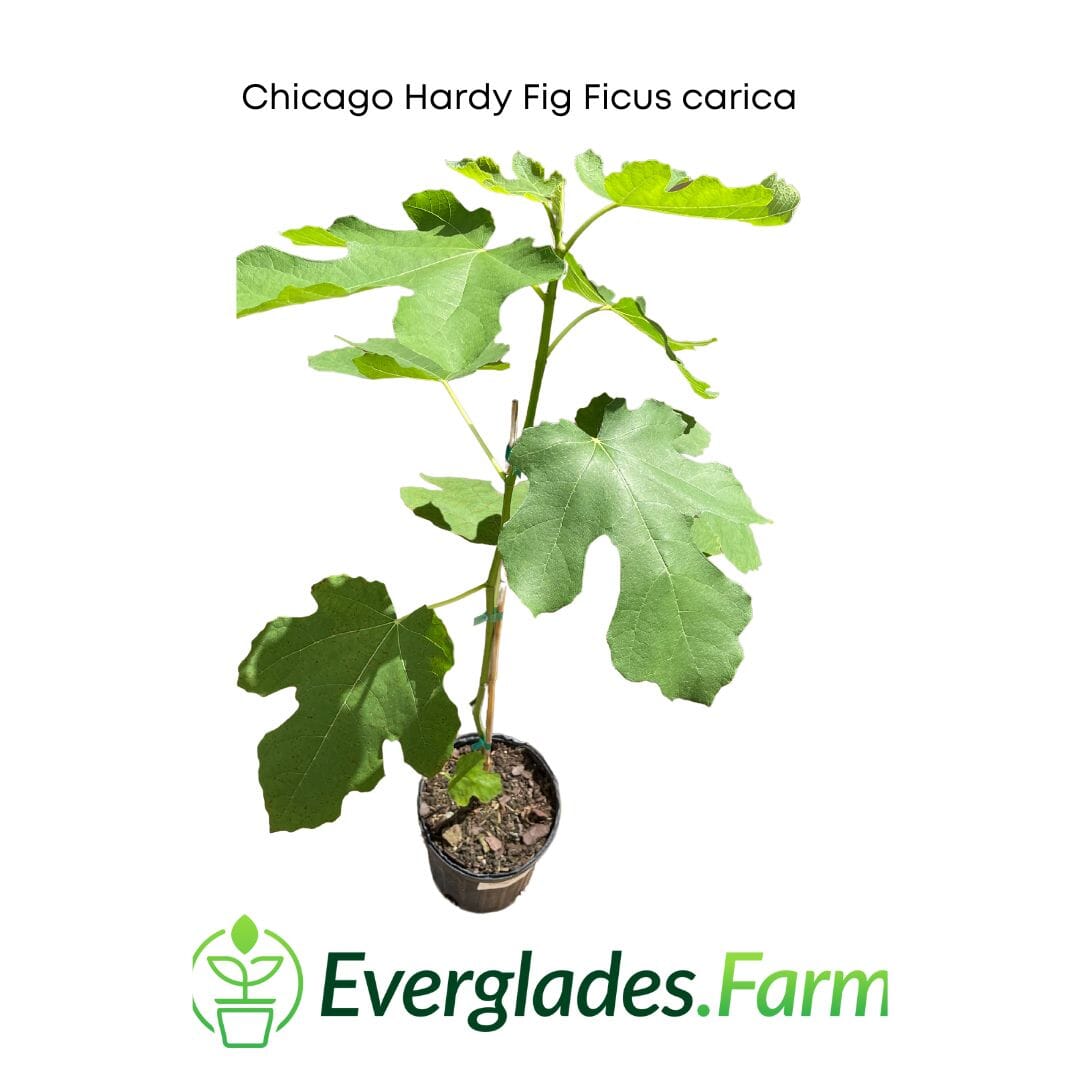 Chicago Hardy Fig Ficus carica 118-Agri-Starts Inc