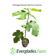 Load image into Gallery viewer, Chicago Hardy Fig Ficus carica, For Sale from Florida
