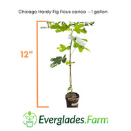 Chicago Hardy Fig Ficus carica, For Sale from Florida