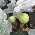 Chicago Hardy Fig Ficus carica 118-Agri-Starts Inc