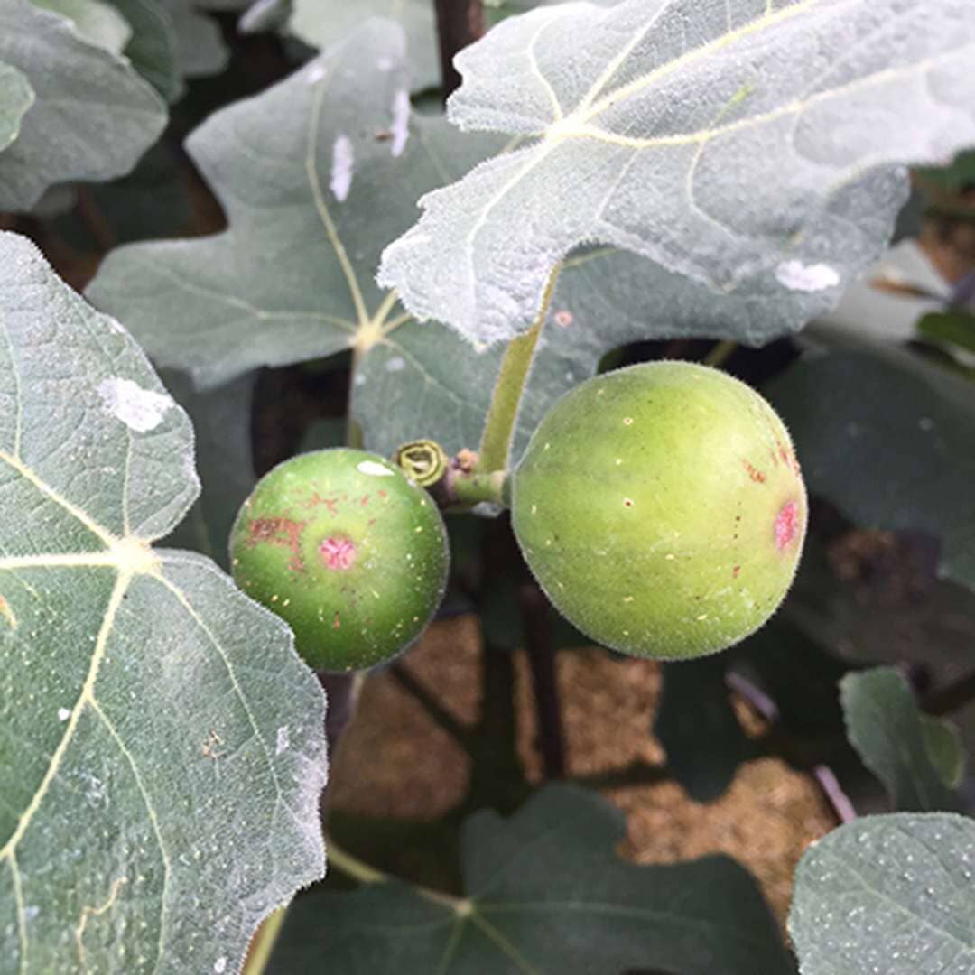 Chicago Hardy Fig Ficus carica 118-Agri-Starts Inc