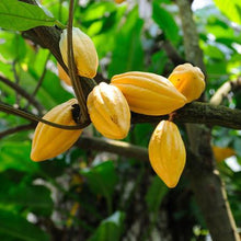 Load image into Gallery viewer, Chocolate Tree Yellow, Cocoa, Theobroma, Cacao, 3-4 feet  tall, for sale from Florida
