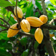 Chocolate Tree Yellow, Cocoa, Theobroma, Cacao, 3-4 feet  tall, for sale from Florida