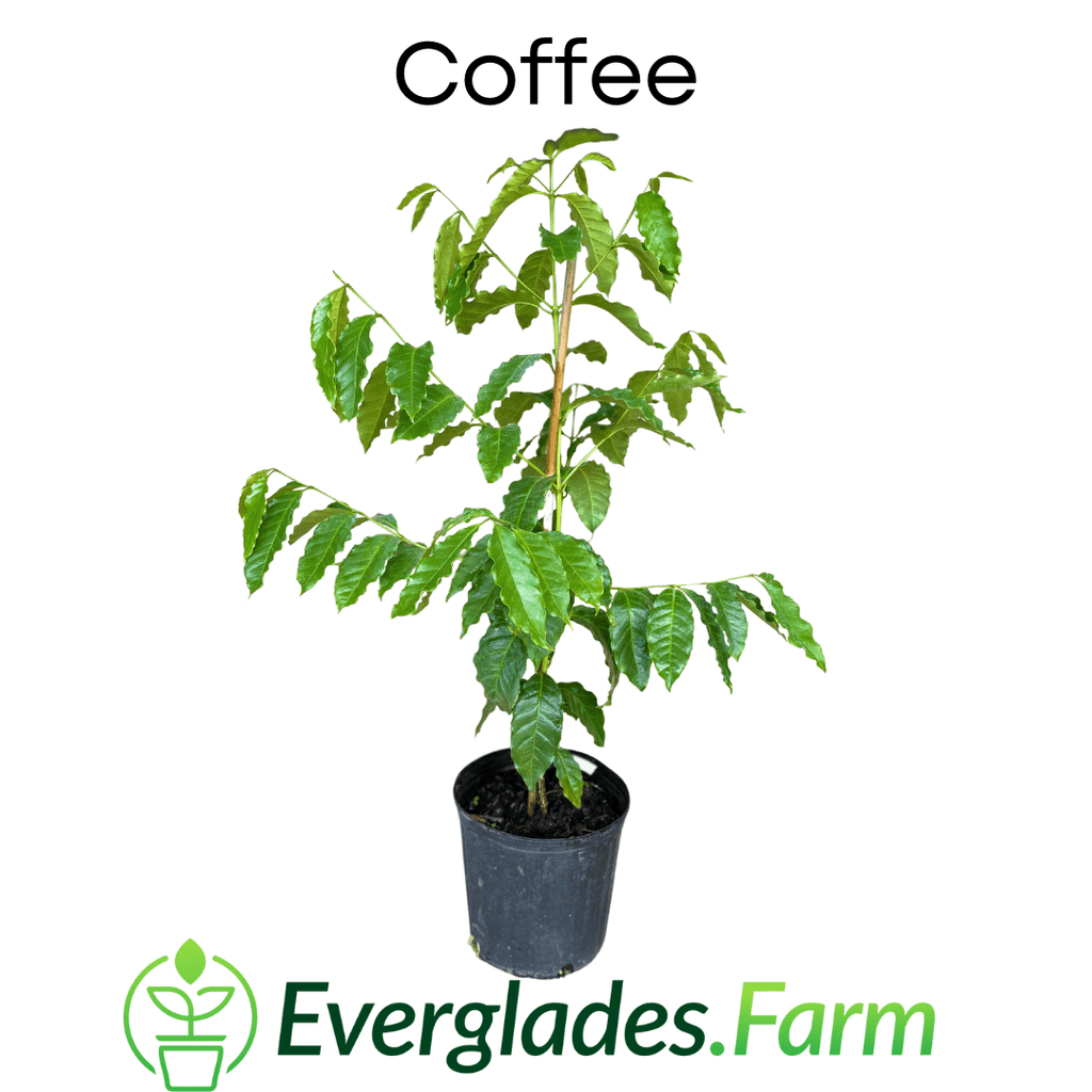 Coffee Plant 100-Carlos Tropical Fruits