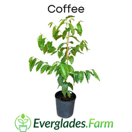 Coffee Plant, Coffea Arabica For Sale from Florida