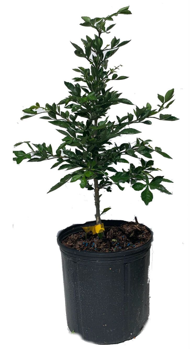 Cuajilote Parmentiera Aculeata Tree 100-Carlos Tropical Fruits
