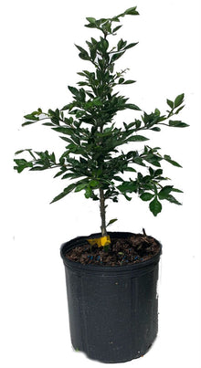 Cuajilote Parmentiera Aculeata Tree 100-Carlos Tropical Fruits