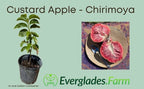 Red Custard Apple, Chirimoya Tree Fruit Trees Everglades Farm 12-18 inches & 1-gal 