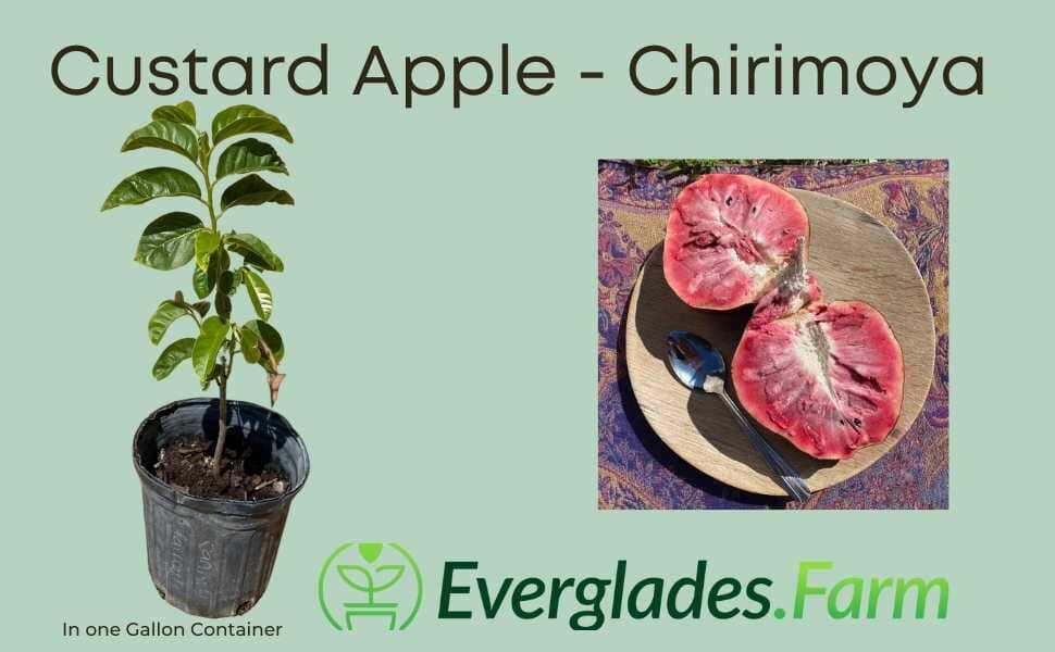 Red Custard Apple, Chirimoya Tree Fruit Trees Everglades Farm 12-18 inches & 1-gal 