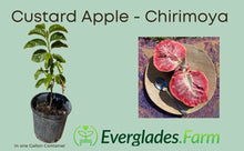 Load image into Gallery viewer, Red Custard Apple, Chirimoya Tree, for sale from Florida
