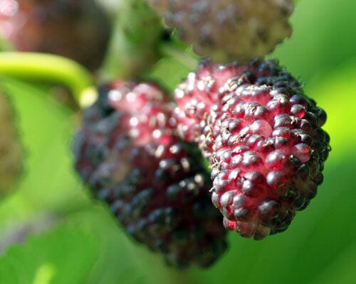 Mulberry Dwarf Everbearing Tree Fruit Trees 118-Agri-Starts Inc