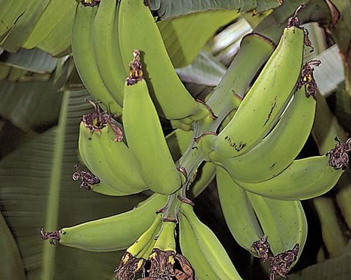 Puerto Rican Dwarf Plantain Banana Tree