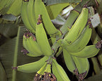 Puerto Rican Dwarf Plantain Banana Tree 109-Going Bananas