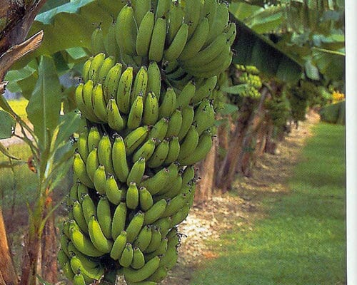 Grand Nain, Dwarf Banana, Plant Everglades Farm 