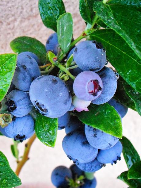 Emerald Blueberry - Southern Highbush