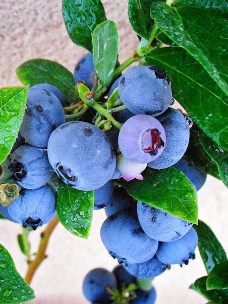 Emerald Blueberry - Southern Highbush 103-Pine Island Nursery