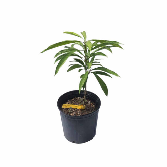 Canistel [Egg-Fruit] Fairchild Tree for Sale, 3-Gal Container from Florida