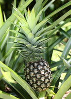 Florida Special Pineapple Plant (Ananas comosus) - Sweet, Juicy, and Cold Hardy Fruit Trees 103-Pine Island Nursery 