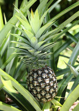 Load image into Gallery viewer, White Jade Pineapple Plant
