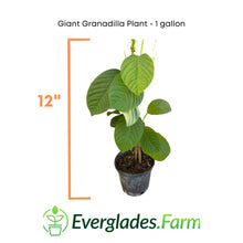 Load image into Gallery viewer, Giant Granadilla Plant
