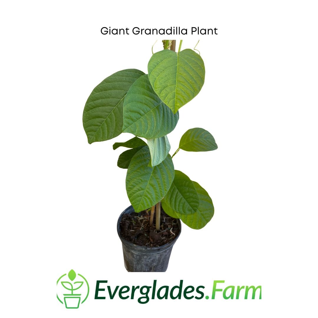 Giant Granadilla Plant Everglades Farm Giant Granadilla Plant Everglades Farm