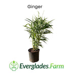 Ginger Plant 103-Pine Island Nursery