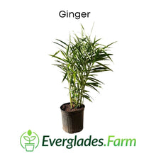 Load image into Gallery viewer, Ginger Plant in 3 gal Container for Sale from Florida
