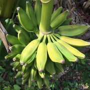 Dwarf Orinoco, Burro Plantain Plant Everglades Farm 