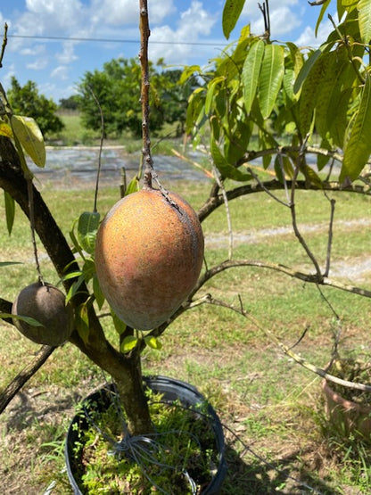 Keitt Mango Tree Grafted Fruit Trees 100-Carlos Tropical Fruits