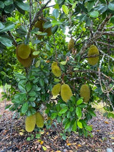 Load image into Gallery viewer, Jackfruit Banana Crush Grafted Tree, 3 feet tall, For Sale from Florida
