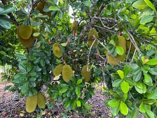 Red Morning Jackfruit Tree, from seedlings Fruit Trees Everglades Farm 