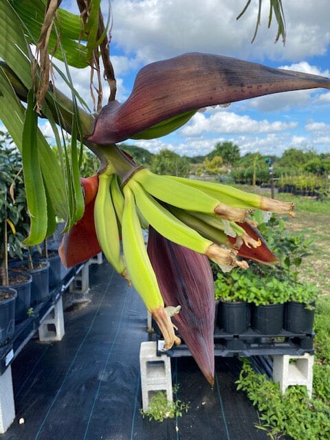 Puerto Rican Dwarf Plantain Banana Tree 109-Going Bananas