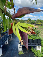 Load image into Gallery viewer, Puerto Rican Dwarf Plantain Banana Tree
