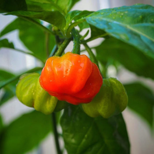 Aji Cachucha Sweet Chili Pepper Plant