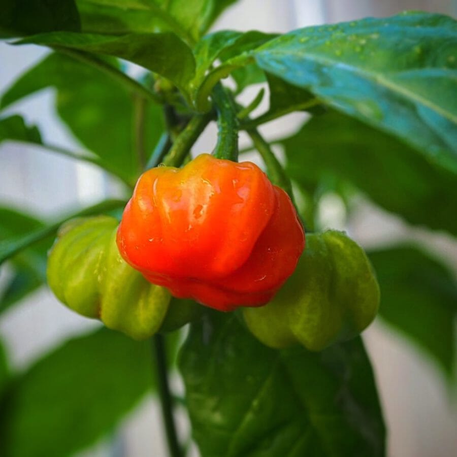 Aji Cachucha Sweet Chili Pepper Plant Fruit Trees 110-Guacalina Nursery & Broker