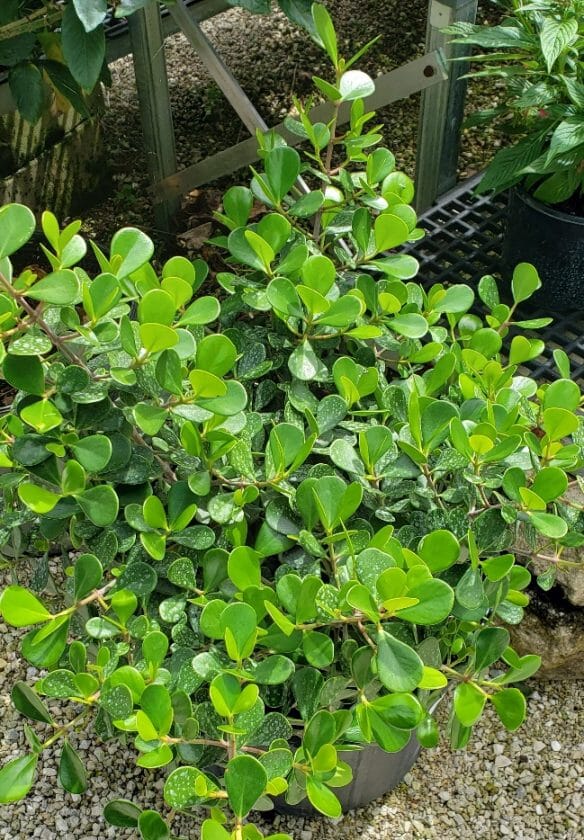 Clusia Rosea Nana, Dwarf Plant Ornamentals 115-Orlando Nursery 