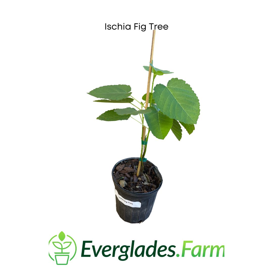 Ischia Fig Tree