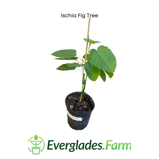 Ischia Fig Tree 118-Agri-Starts Inc