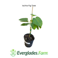 Load image into Gallery viewer, Ischia Fig Tree, for sale from Florida
