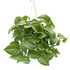 Emerald Green Pothos Plants 115-Orlando Nursery